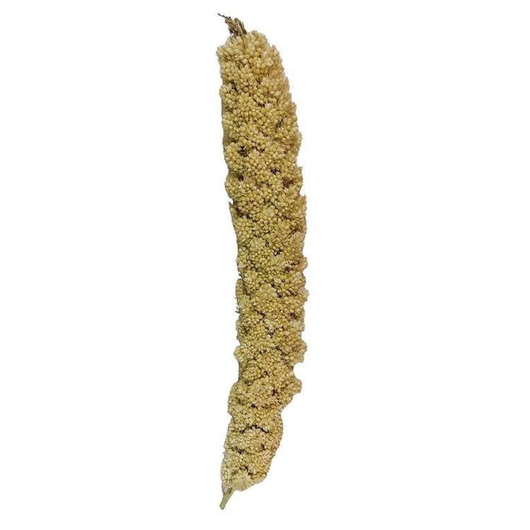 غذای پرنده مدل ارزن خوشه ای کد 0100 بسته 100 عددی وزن 1200 گرم